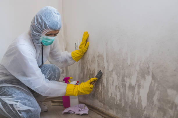 Best Black Mold Removal  in Combes, TX
