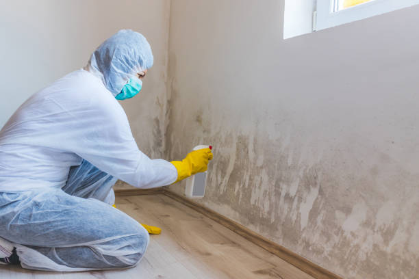 Best Mold Inspection  in Combes, TX