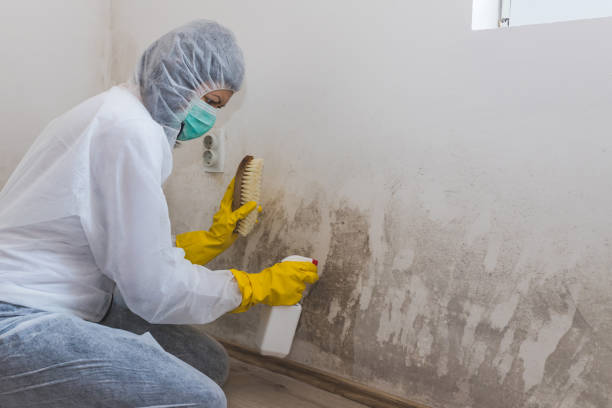 Best Attic Mold Removal  in Combes, TX