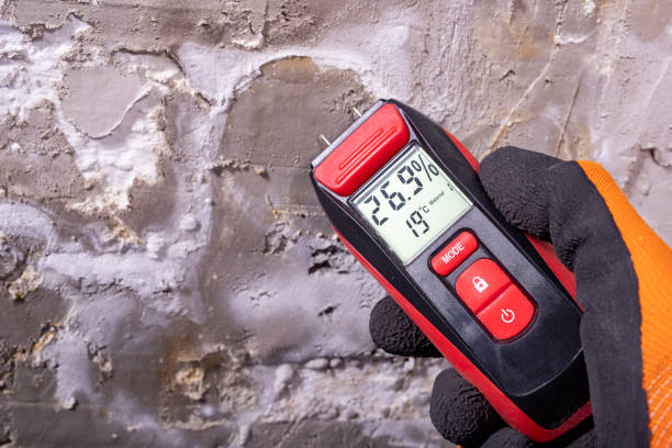Best Same-Day Mold Removal  in Combes, TX