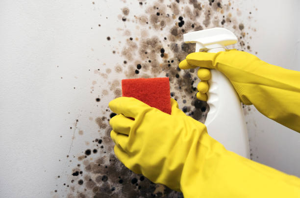 Best Certified Mold Removal  in Combes, TX