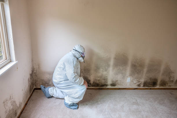 Best Crawl Space Mold Removal  in Combes, TX
