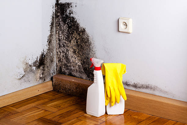 Attic Mold Removal in Combes, TX