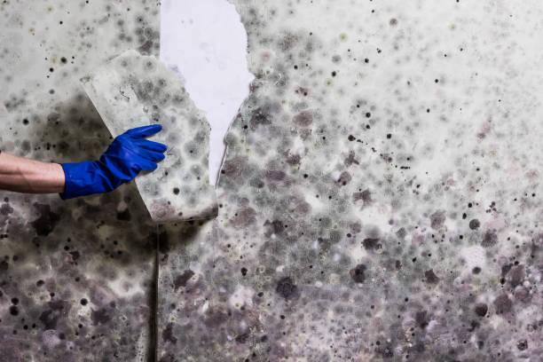 Best Mold Removal Company Near Me  in Combes, TX