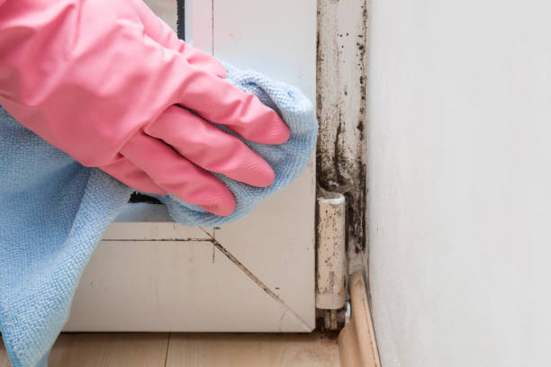 Best Mold Removal Company Near Me  in Combes, TX